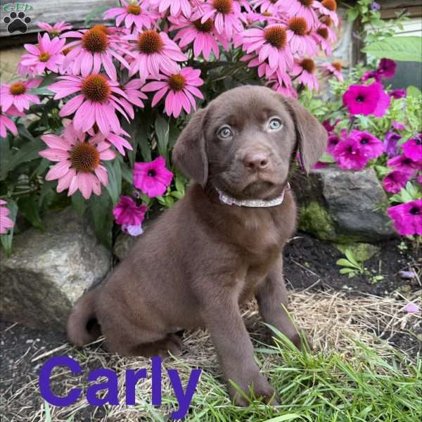 Carly, Chocolate Labrador Retriever Puppy